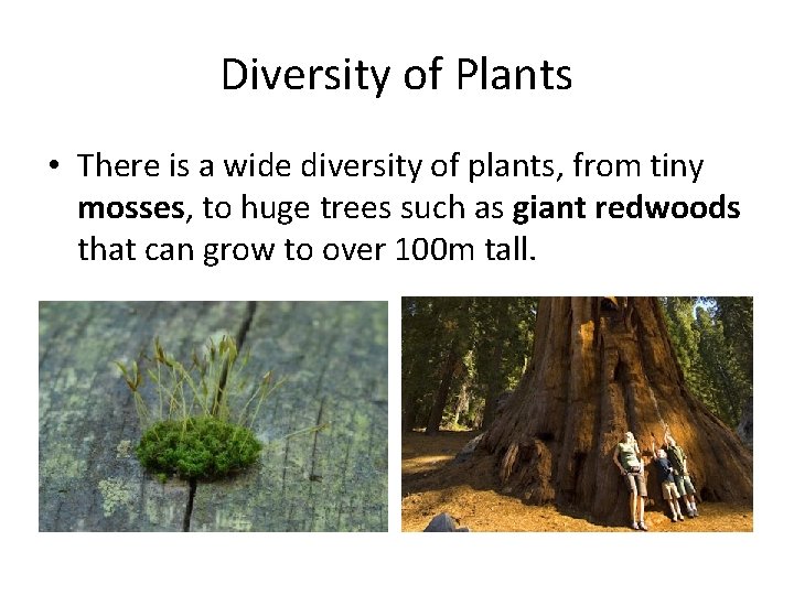 Diversity of Plants • There is a wide diversity of plants, from tiny mosses,