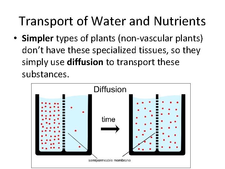 Transport of Water and Nutrients • Simpler types of plants (non-vascular plants) don’t have