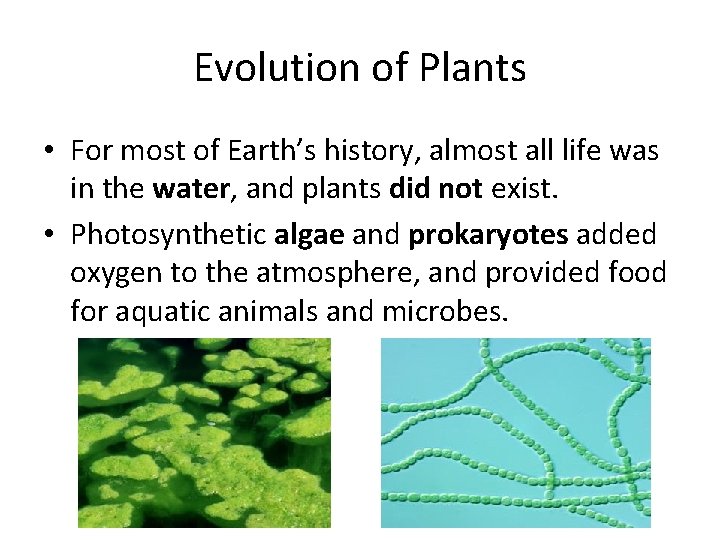 Evolution of Plants • For most of Earth’s history, almost all life was in