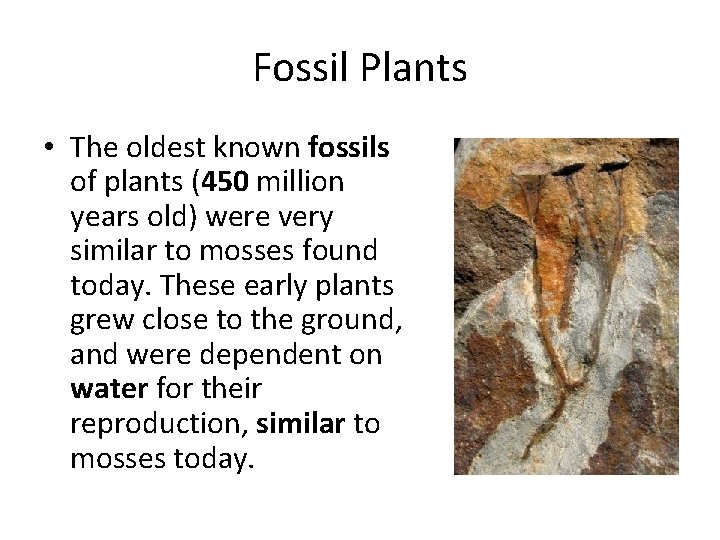 Fossil Plants • The oldest known fossils of plants (450 million years old) were