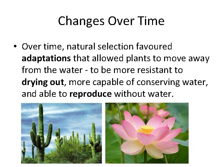 Changes Over Time • Over time, natural selection favoured adaptations that allowed plants to
