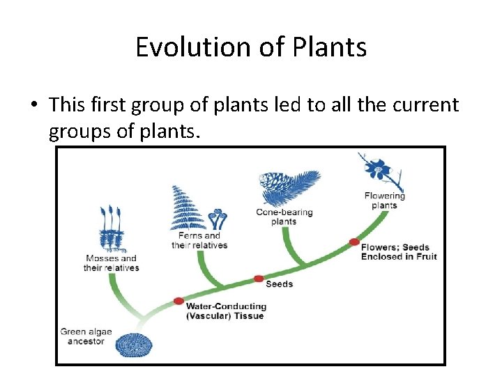 Evolution of Plants • This first group of plants led to all the current
