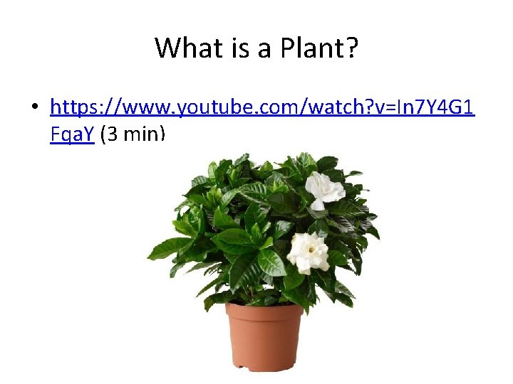 What is a Plant? • https: //www. youtube. com/watch? v=In 7 Y 4 G