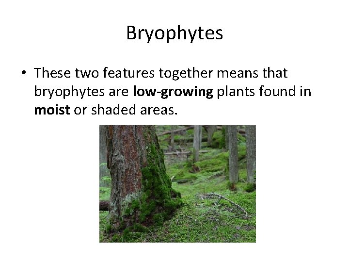 Bryophytes • These two features together means that bryophytes are low-growing plants found in
