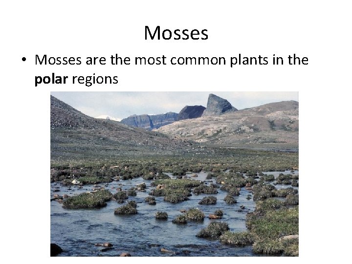 Mosses • Mosses are the most common plants in the polar regions 