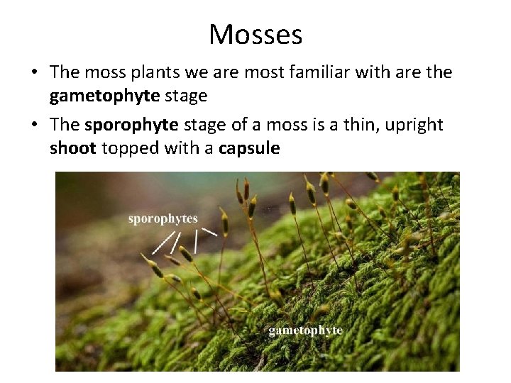 Mosses • The moss plants we are most familiar with are the gametophyte stage