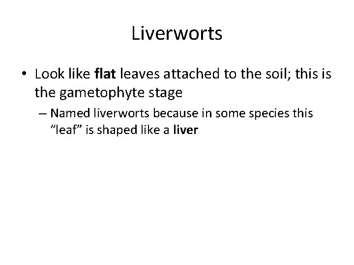 Liverworts • Look like flat leaves attached to the soil; this is the gametophyte