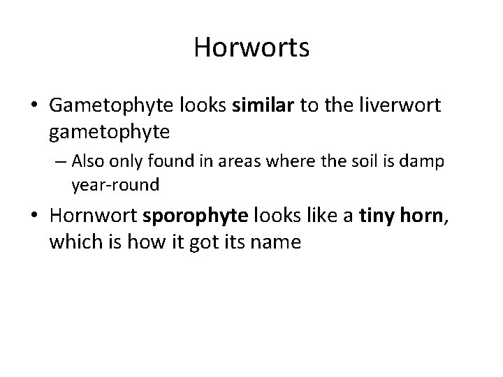 Horworts • Gametophyte looks similar to the liverwort gametophyte – Also only found in