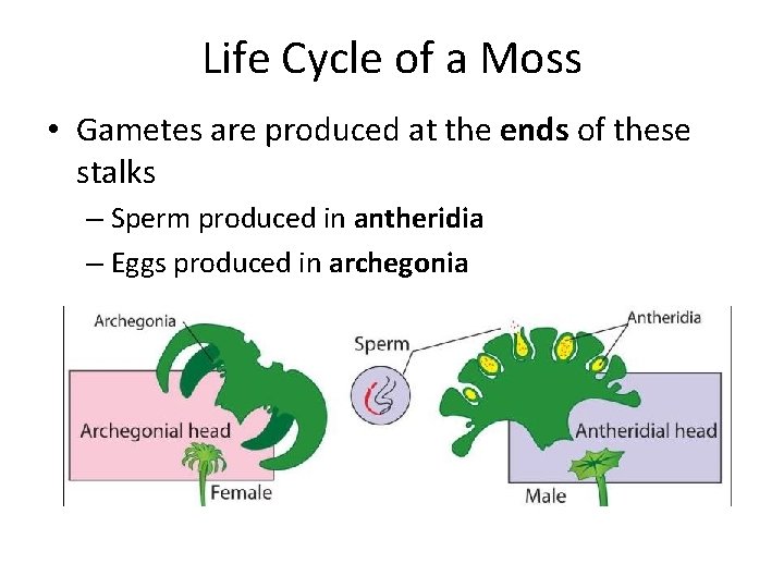 Life Cycle of a Moss • Gametes are produced at the ends of these