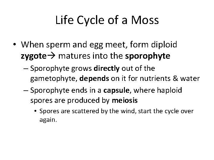 Life Cycle of a Moss • When sperm and egg meet, form diploid zygote