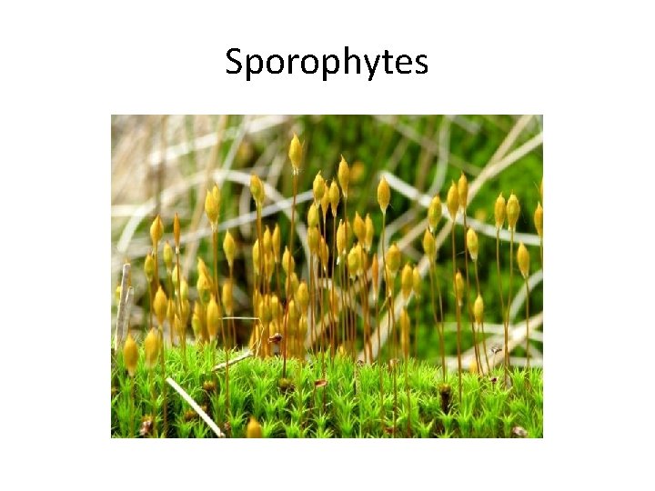 Sporophytes 