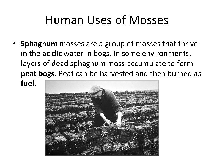 Human Uses of Mosses • Sphagnum mosses are a group of mosses that thrive