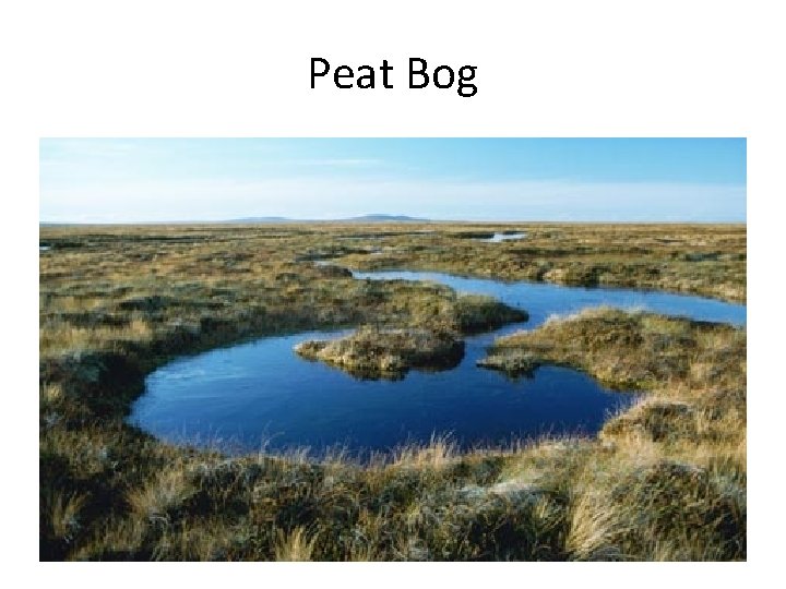 Peat Bog 