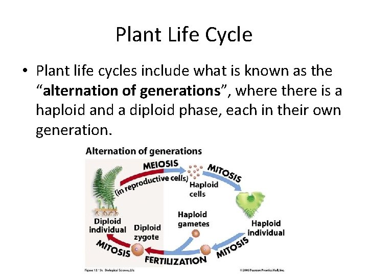 Plant Life Cycle • Plant life cycles include what is known as the “alternation