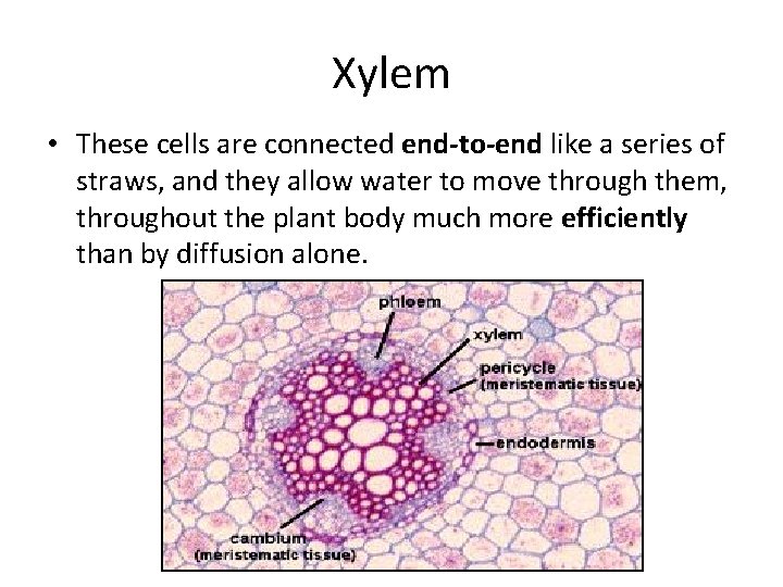 Xylem • These cells are connected end-to-end like a series of straws, and they