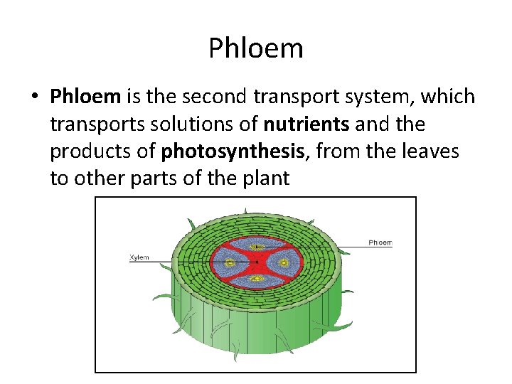 Phloem • Phloem is the second transport system, which transports solutions of nutrients and