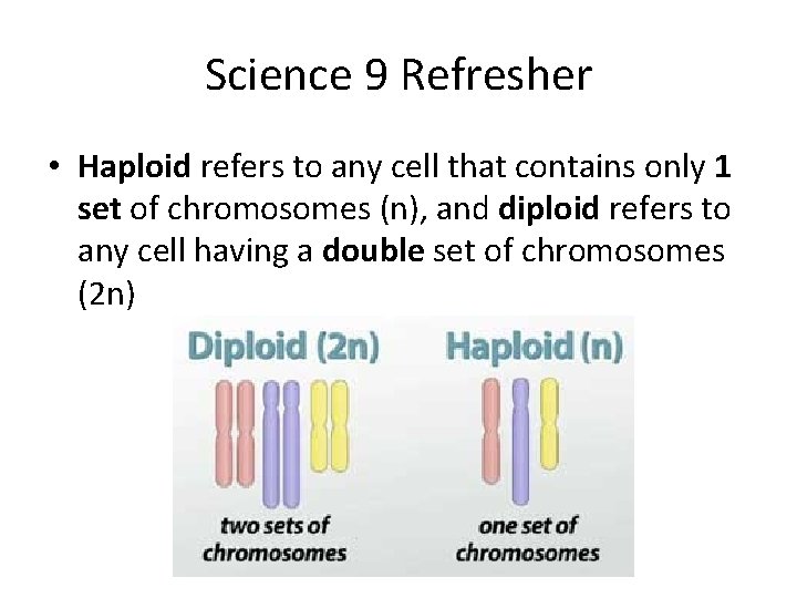 Science 9 Refresher • Haploid refers to any cell that contains only 1 set