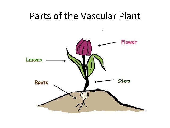 Parts of the Vascular Plant 