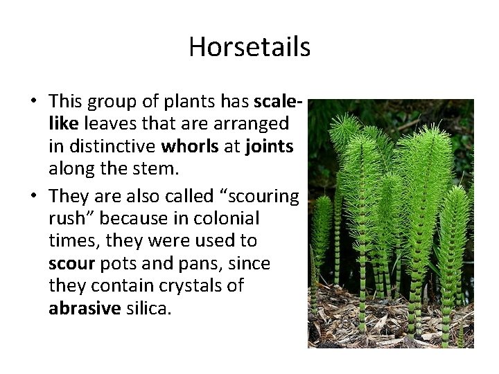 Horsetails • This group of plants has scalelike leaves that are arranged in distinctive