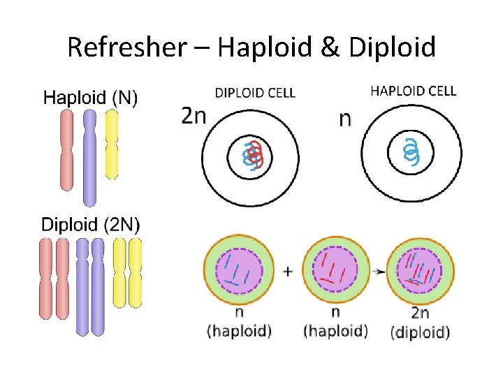 Refresher – Haploid & Diploid 