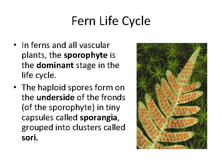 Fern Life Cycle • In ferns and all vascular plants, the sporophyte is the