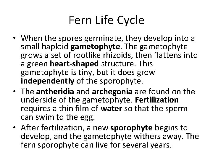 Fern Life Cycle • When the spores germinate, they develop into a small haploid