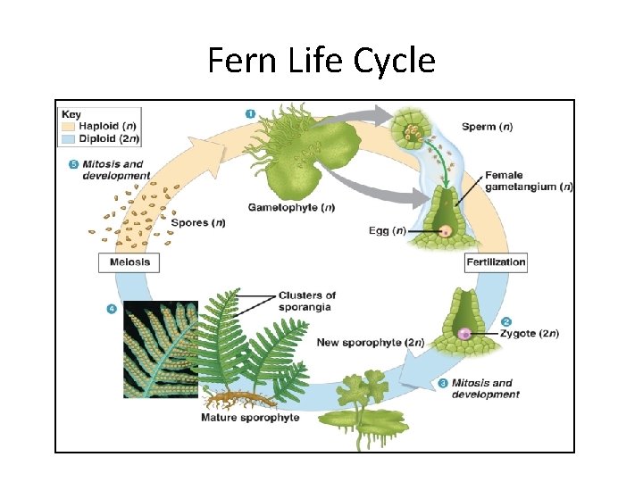 Fern Life Cycle 