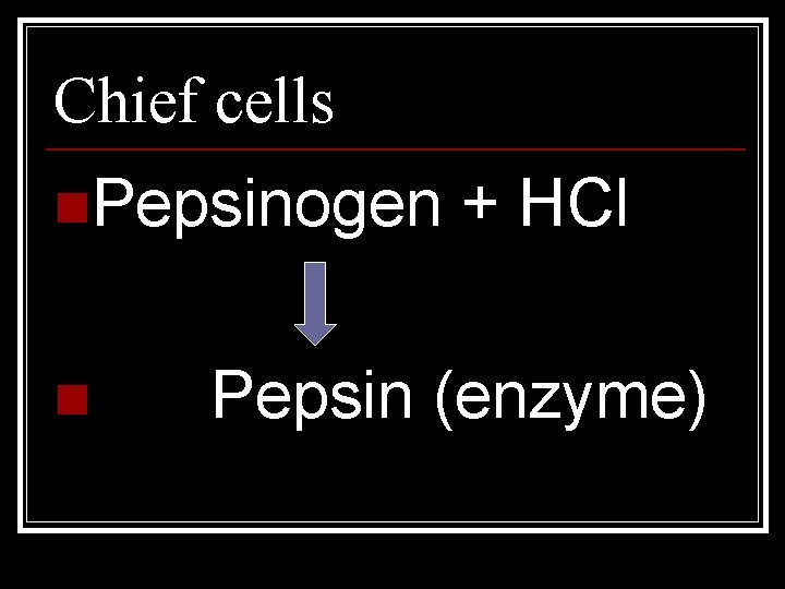 Chief cells n. Pepsinogen n + HCl Pepsin (enzyme) 