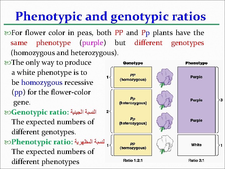 Phenotypic and genotypic ratios For flower color in peas, both PP and Pp plants