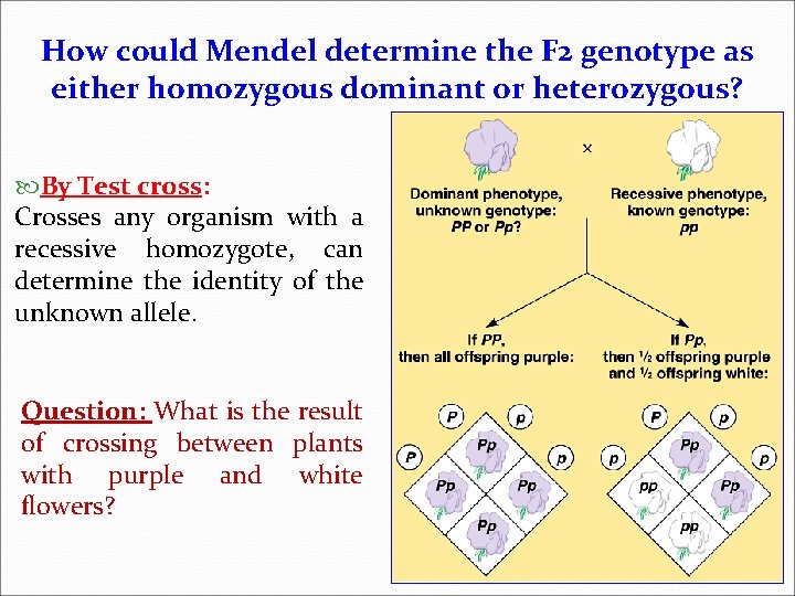How could Mendel determine the F 2 genotype as either homozygous dominant or heterozygous? How could Mendel determine the F 2 genotype as either homozygous dominant or heterozygous?