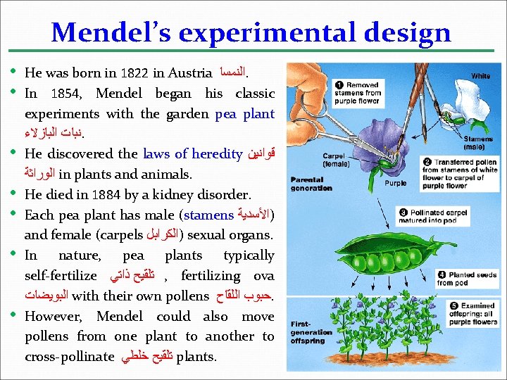 Mendel’s experimental design • • He was born in 1822 in Austria ﺍﻟﻨﻤﺴﺎ. In