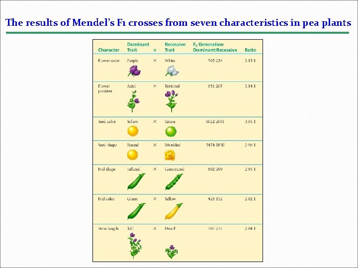 The results of Mendel’s F 1 crosses from seven characteristics in pea plants 