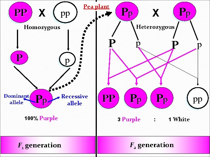 PP X pp Pea plant Pp X Heterozygous Homozygous P Pp P p PP