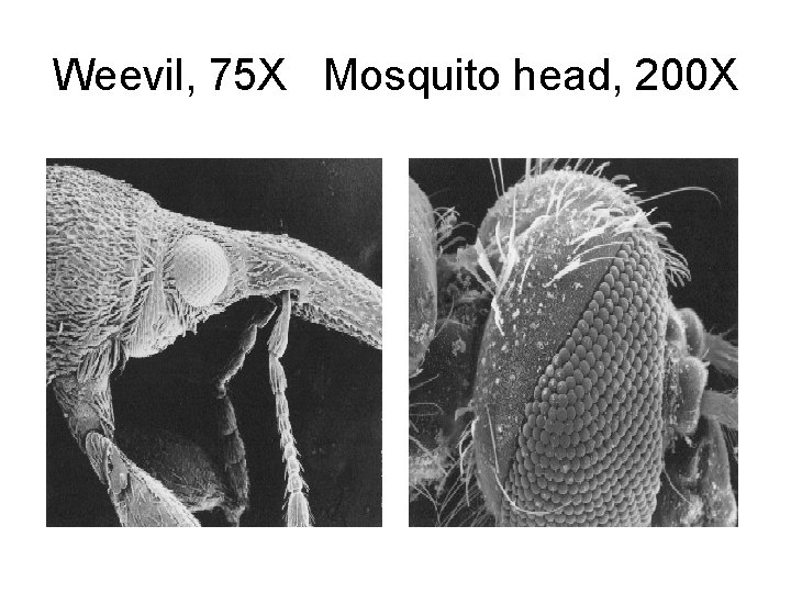 Weevil, 75 X Mosquito head, 200 X 