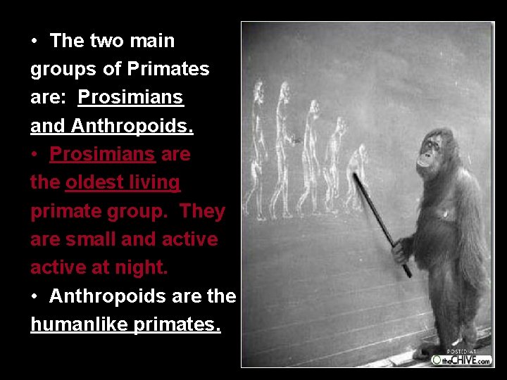  • The two main groups of Primates are: Prosimians and Anthropoids. • Prosimians