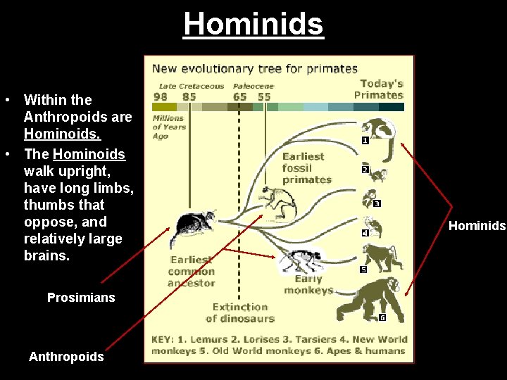 Hominids • Within the Anthropoids are Hominoids. • The Hominoids walk upright, have long
