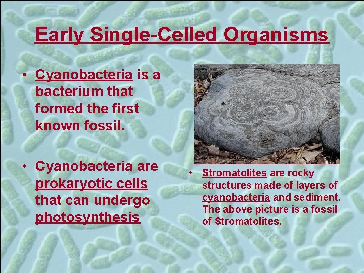 Early Single-Celled Organisms • Cyanobacteria is a bacterium that formed the first known fossil.