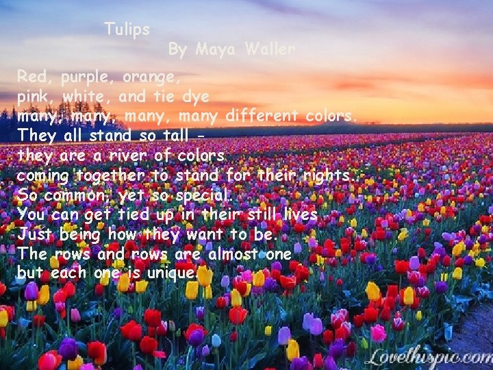 Tulips By Maya Waller Red, purple, orange, pink, white, and tie dye many, Tulips By Maya Waller Red, purple, orange, pink, white, and tie dye many,