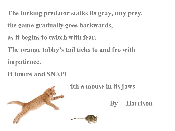 The lurking predator stalks its gray, tiny prey. the game gradually goes backwards, as The lurking predator stalks its gray, tiny prey. the game gradually goes backwards, as