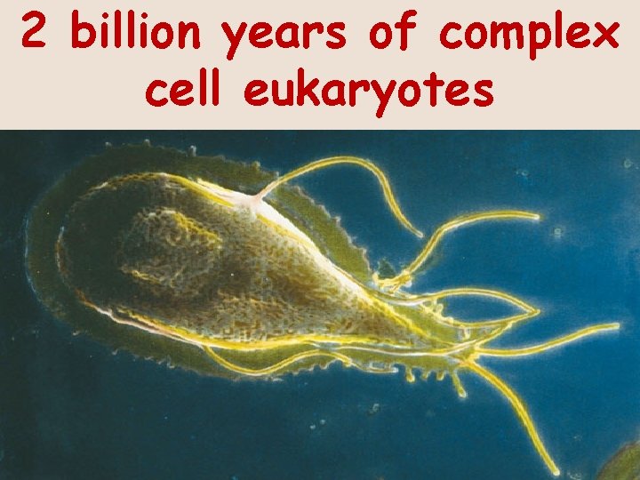 2 billion years of complex cell eukaryotes 