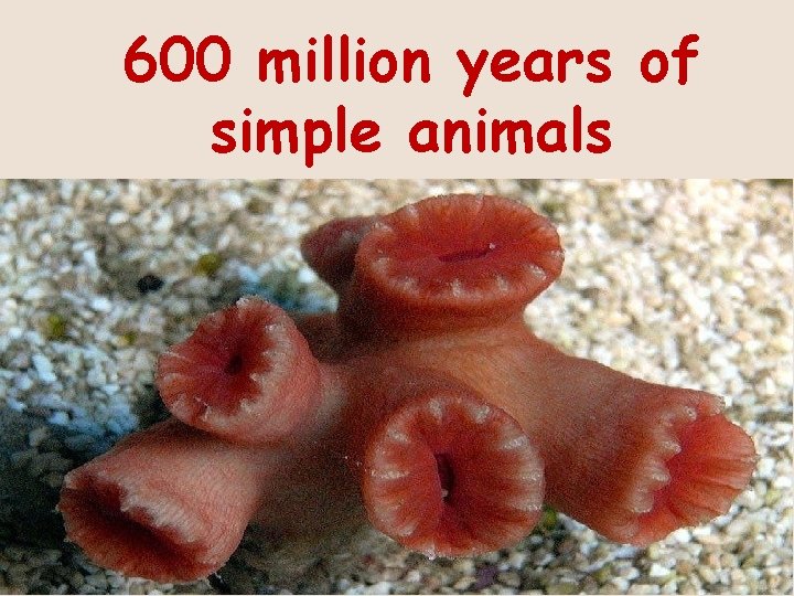 600 million years of simple animals 