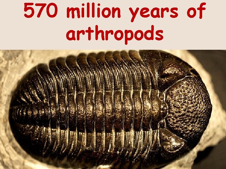 570 million years of arthropods 
