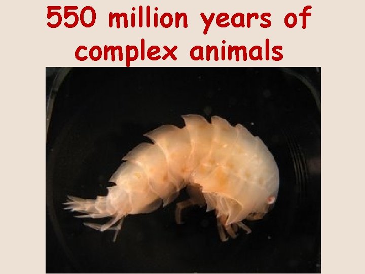 550 million years of complex animals 