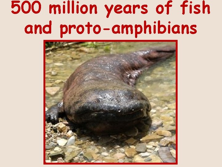 500 million years of fish and proto-amphibians 
