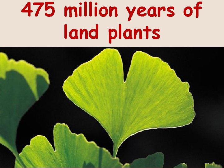 475 million years of land plants 