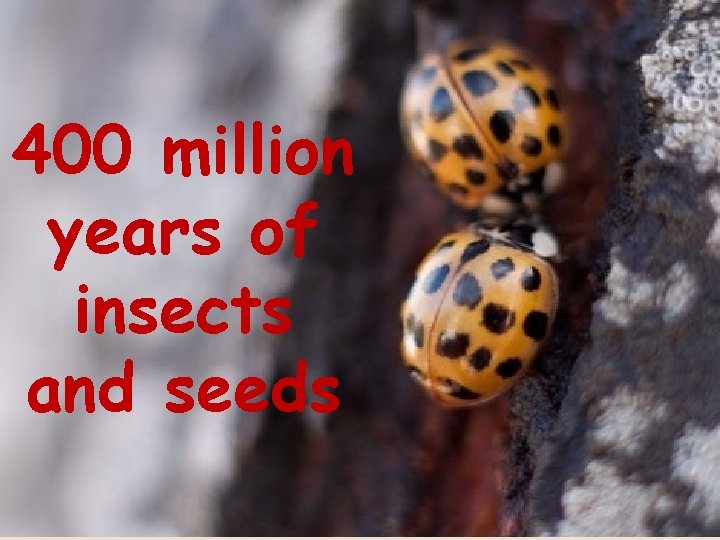 400 million years of insects and seeds 
