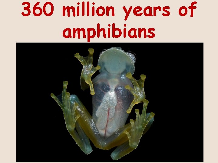 360 million years of amphibians 