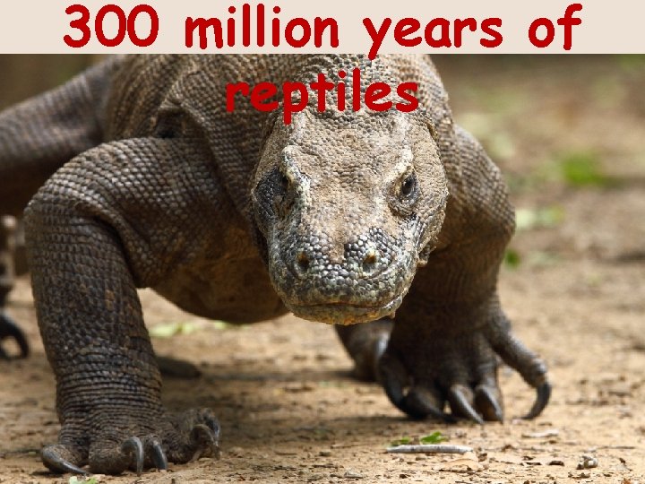 300 million years of reptiles 