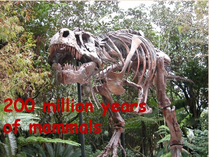 200 million years of mammals 