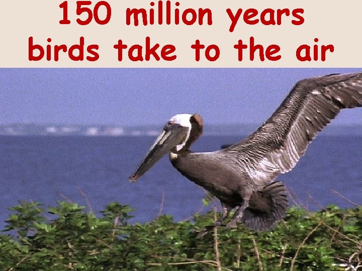 150 million years birds take to the air 